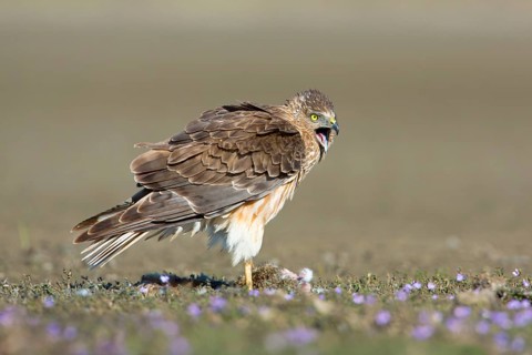 Swamp Harrier (Circus approximans) male with prey, Victoria, Australia
