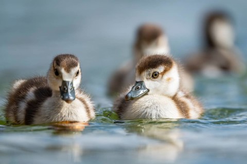 Egyptian goose (Alopochen aegyptiaca) chicks swimming on a lake, Bavaria, Germany
