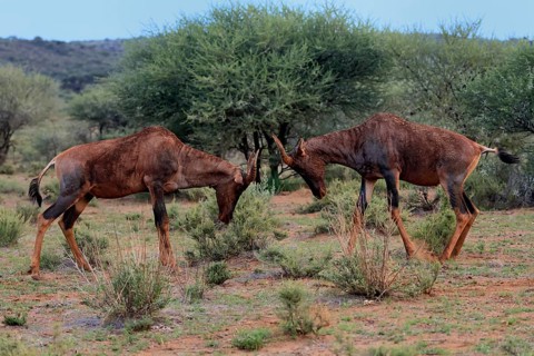 Tsessebe (Damaliscus lunatus), lyrebird, crescent moon antelope, adult, two, threatening, fighting,
