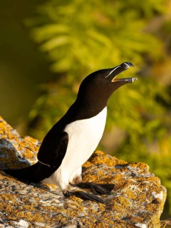 Razorbill (Alca torda) calling on a cliff, Gotland, Sweden