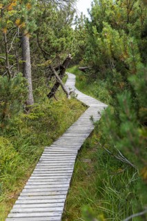 Boardwalk through the Georgenfelder Hochmoor nature reserve, Zinnwald, Osterzgebirge, Saxony,