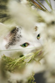 Close-up of a curious cat peering through delicate white blossoms, with sharp green eyes focused