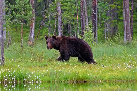 Animals, mammals, bear, brown bear, wild, biotope, habitat, (Ursus arctos arctos), foraging,