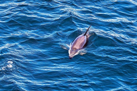 A single dolphin swims on the vast ocean surface, The Clymene dolphin (Stenella clymene) near
