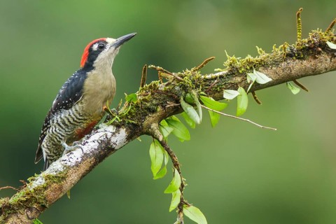 Black-cheeked Woodpecker (Melanerpes pucherani) perched on a branch in Costa Rica