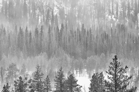 Rain shower over snowy marshland, Gällivare, Norrbotten, Lapland, May 2021