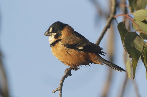 Rusty-collared Seedeater (Sporophila collaris melanocephala) male, Corrientes, Argentina