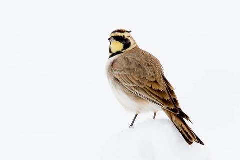 Temminck's Lark (Eremophila bilopha), Morocco