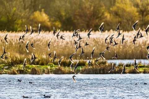 Black-tailed Godwits, Limosa limosa, birds in flight over marshes, Devon, England, United Kingdom