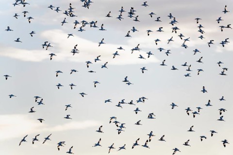Pied Avocet, Recurvirostra avosetta, birds in flight over winter marshes