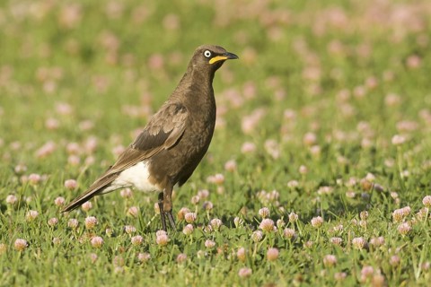 Pied Starling (Lamprotornis bicolor), South Africa