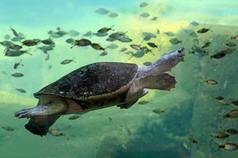 Burmese Roofed Turtle (Batagur trivittata), adult, in water, swimming, Myanmar, Asia, captive