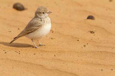Bar-tailed Lark (Ammomanes cinctura), Morocco