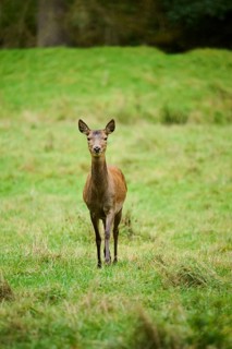 Red deer (Cervus elaphus) hind walking on a meadow, Bavaria, Germany