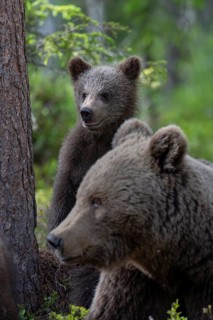European brown bear, Karelia, Finland