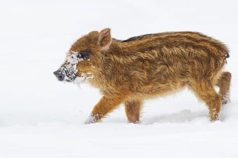 Wild boar (Sus scrofa) in the snow, fresh boar, Melle, Lower Saxony, Germany