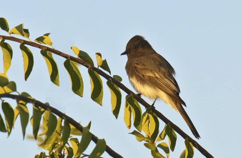Black Phoebe (Sayornis nigricans), Arizona, USA