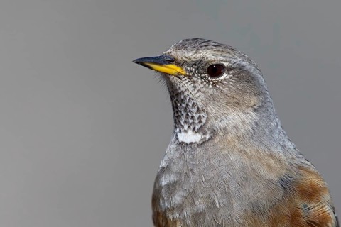 Alpenbraunelle, Alpine Accentor, Prunella collaris, Accenteur alpin, Acentor Alpino