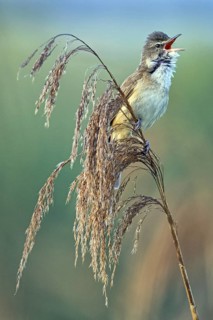 Reed warbler, (Acrocephalus arundinaceus), reedbed perch, biotope, habitat, animals, birds,