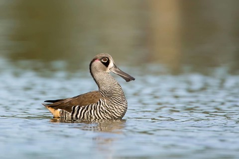 Pink-eared Duck (Malacorhynchus membranaceus), Victoria, Australia