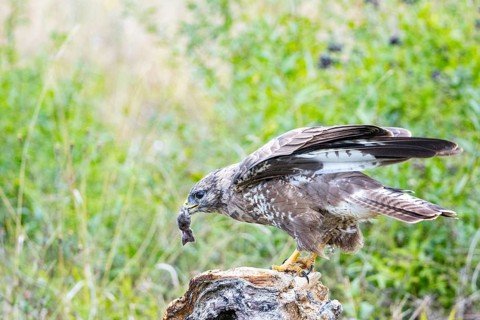 Common Buzzard (Buteo buteo) Germany