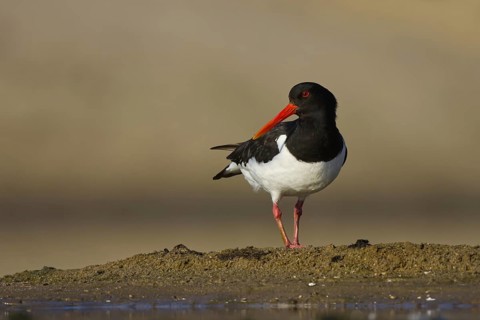 Eurasian Oystercatcher (Haematopus ostralegus) foraging, North Rhine-Westphalia, Germany