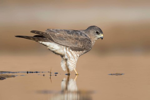 Levant Sparrowhawk (Accipiter brevipes) female, Eilat, Israel