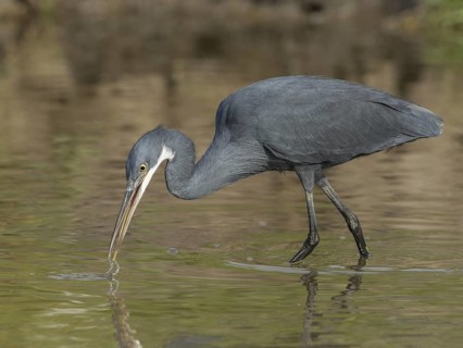Western Reef Heron (Egretta gularis) foraging, Gambia