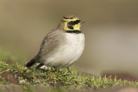 Horned Lark (Eremophila alpestris), Morocco