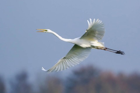Great Egret (Ardea alba) flying, Netherlands