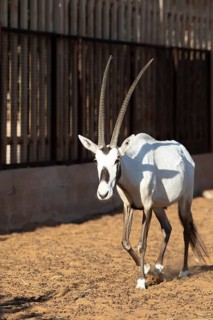 Arabian oryx (Oryx leucoryx) in the Arabian Oryx Camp, Wahiba Sands desert or Rimal Al Wahiba or