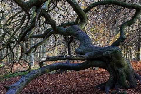 Süntelbuchen (Fagus sylvatica), cripple beeches, Hexenwald, Semper Forest Park, near Lietzow,
