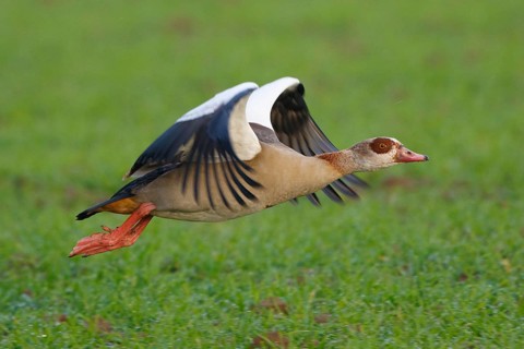 Egyptian Goose (Alopochen aegyptiaca) flying, North Rhine-Westphalia, Germany