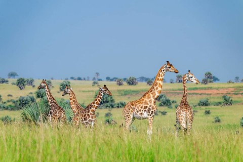 Rothschild's giraffes (Giraffa camelopardalis rothschildi) in green grass, Murchison Falls National