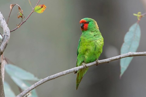 Little Lorikeet (Parvipsitta pusilla), Victoria, Australia