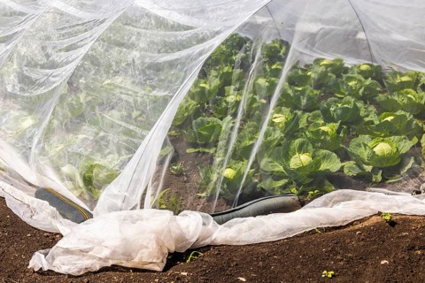 Chicory (Cichorium intybus) in mini-greenhouses at the Leibniz Institute of Plant Genetics and Crop