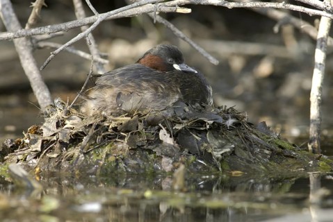 Little Grebe (Tachybaptus ruficollis), Saxony, Germany