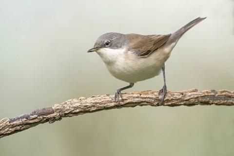 Lesser Whitethroat (Sylvia curruca) perched on a branch, Aosta Valley, Italy