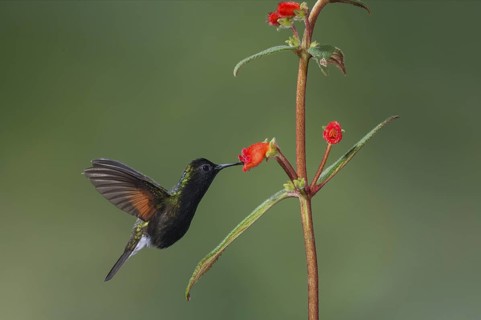 Black-bellied Hummingbird (Eupherusa nigriventris), Costa Rica