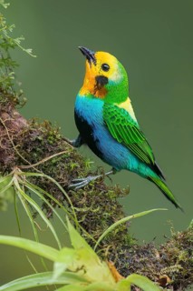 Multicolored Tanager (Chlorochrysa nitidissima) perched on a branch in Colombia, South America