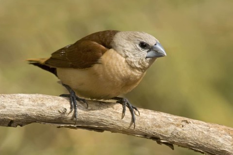 Yellow-rumped Mannikin (Lonchura flaviprymna), Western Australia, Australia