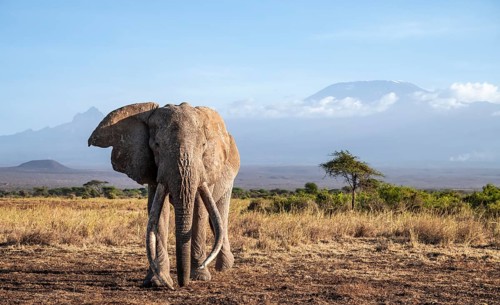 African elephant (Loxodonta africana) in picturesque landscape with the summit of Mount