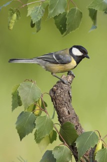 Great Tit (Parus major) male, St. Gallen, Switzerland