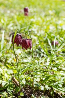 Snake's Head Fritillary (Fritillaria meleagris) in bloom, Dresden, Saxony, Germany