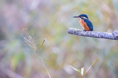 Kingfisher (Alcedo atthis) wbl Germany