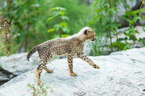 Cheetah (Acinonyx jubatus) youngster walking on a rock, captive, occurrence Africa