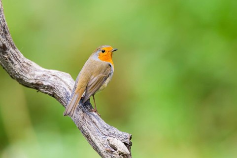 European robin (Erithacus rubecula) sitting on an old wooden branch, Bavaria, Germany