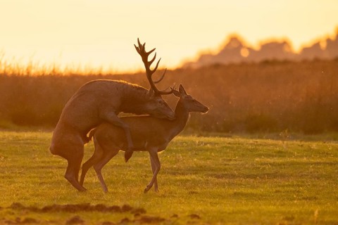 Red deer (Cervus elaphus) mating, Hoenderloo, Gelderland, Netherlands