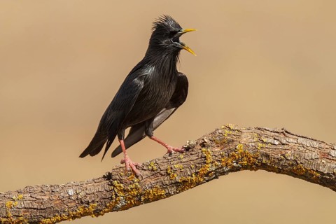 Spotless Starling (Sturnus unicolor), calling, Castile-La Mancha, Spain