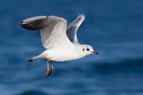 Black-headed Gull (Chroicocephalus ridibundus) flying, Eilat, Israel